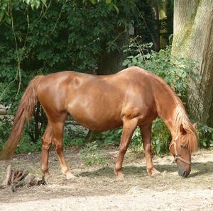 Pferd Aus Tierheim